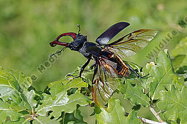 Hirschkäfer Männchen abfliegend
