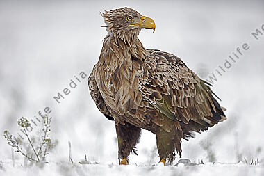 Seeadler Altvogel