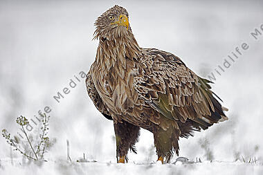Seeadler Altvogel