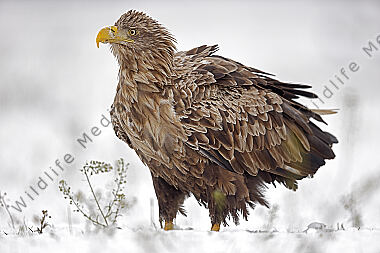 Seeadler Altvogel