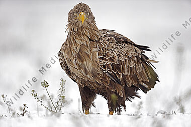 Seeadler Altvogel