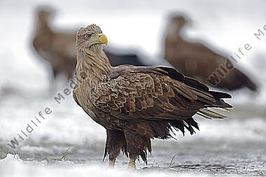 Seeadler Altvogel