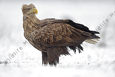 Seeadler Altvogel
