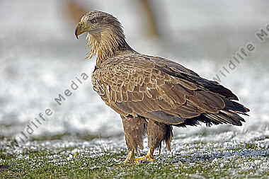 Seeadler immatur