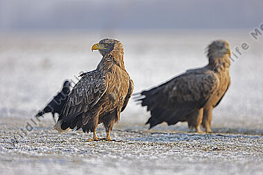 Seeadler Altvogel