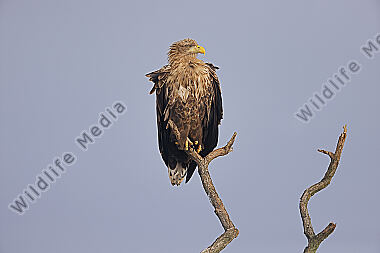 Seeadler Altvogel