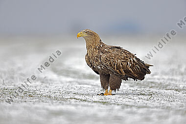Seeadler Altvogel