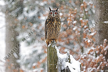 Uhu im Schnee