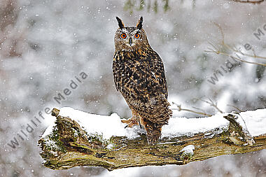 Uhu im Schnee
