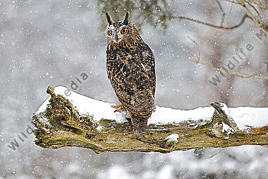 Uhu im Schnee