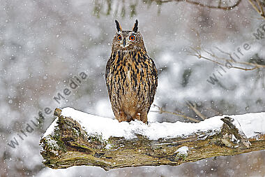 Uhu im Schnee