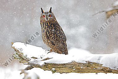Uhu im Schnee