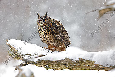 Uhu im Schnee