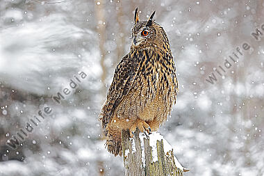 Uhu im Schnee