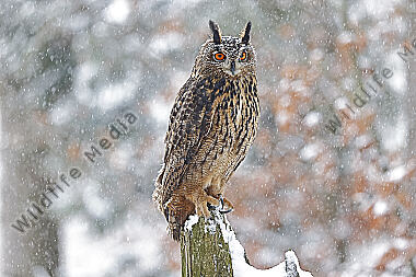 Uhu im Schnee