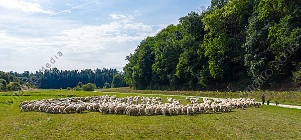 Schafherde Merinoschafe Ovis aries im Sommer