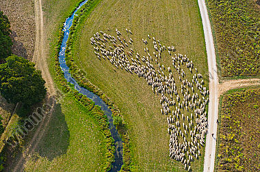 Schafherde Ovis aries im Tal der Laber. Luftaufnahme