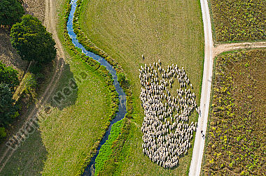 Schafherde Ovis aries im Tal der Laber. Luftaufnahme