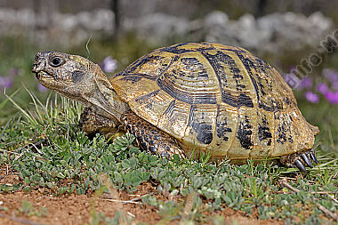 Griechische Landschildkröte