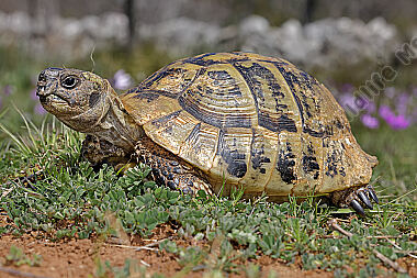 Griechische Landschildkröte
