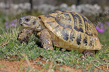 Griechische Landschildkröte