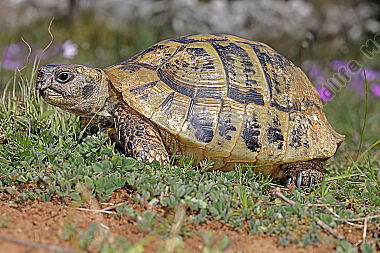 Griechische Landschildkröte