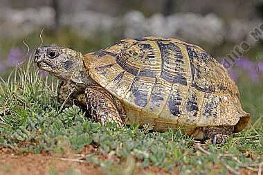 Griechische Landschildkröte