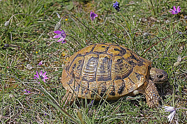 Griechische Landschildkröte