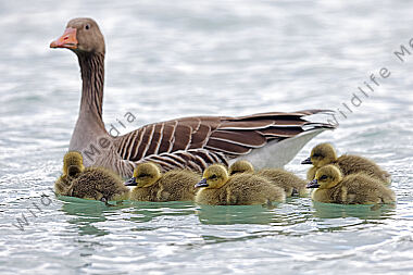 Graugans Familie