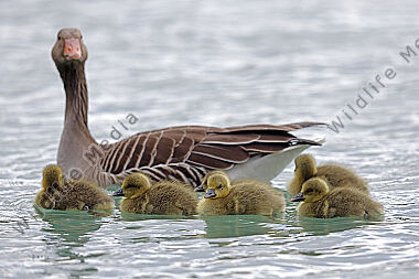 Graugans Familie