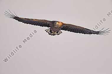 Seeadler immatur