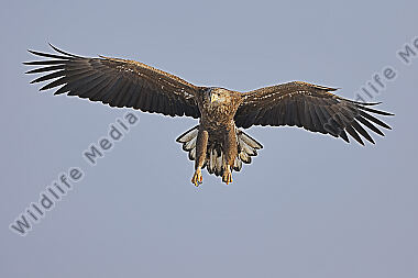 Seeadler immatur