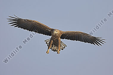 Seeadler immatur