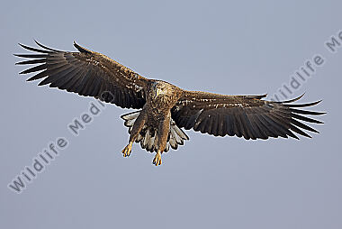 Seeadler immatur
