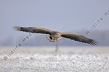 Seeadler immatur