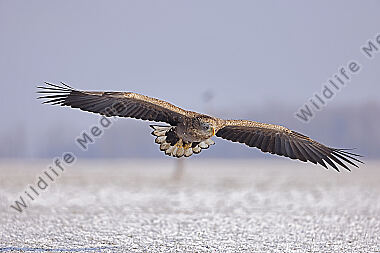 Seeadler immatur