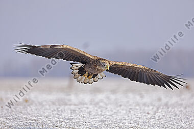 Seeadler immatur