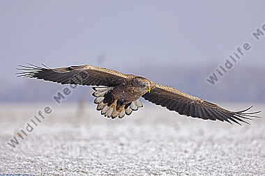 Seeadler immatur