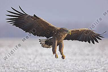 Seeadler immatur