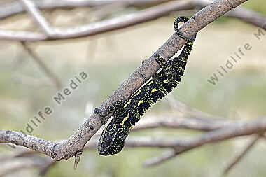 Europäisches Chameleon