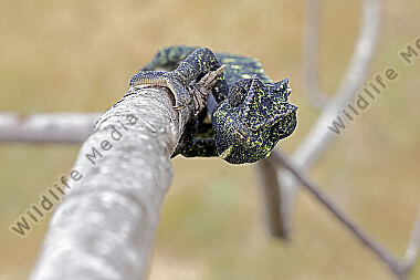 Europäisches Chameleon