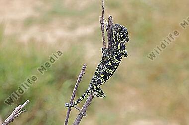 Europäisches Chameleon