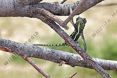 Europäisches Chameleon