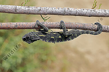Europäisches Chameleon