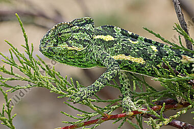 Europäisches Chameleon