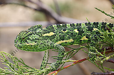 Europäisches Chameleon