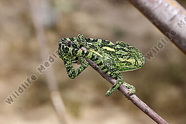 Europäisches Chameleon