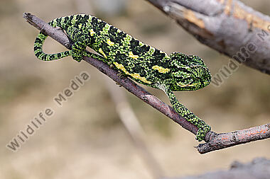 Europäisches Chameleon
