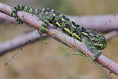Europäisches Chameleon