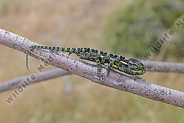 Europäisches Chameleon